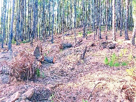 Binsar Wildlife Sanctuary cut all the trees